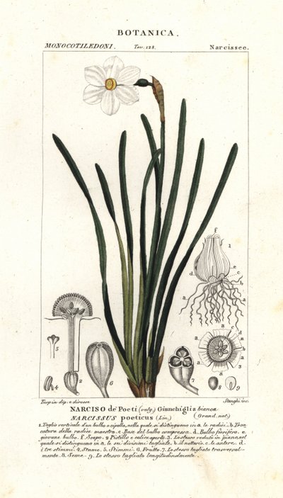 诗人的水仙花，Narcissus Poeticus 作者 stanghi stanghi