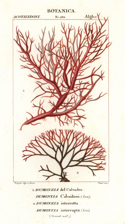 红藻 海藻 作者 stanghi stanghi