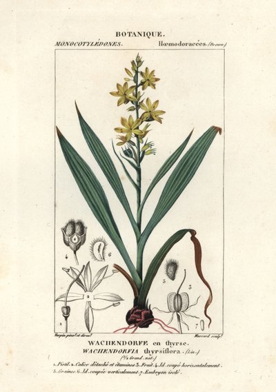 红根，Wachendorfia thyrsiflora 作者 stanghi stanghi