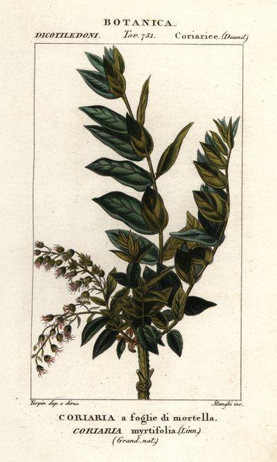 红豆杉 作者 stanghi stanghi
