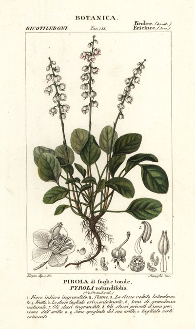圆叶冬青，Pyrola rotundifolia 作者 stanghi stanghi