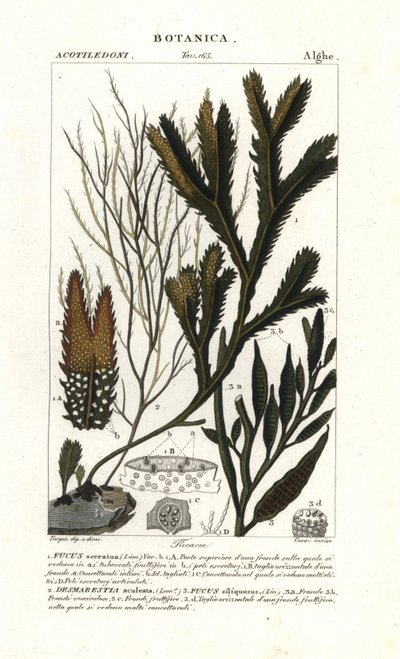 Seaweed species 作者 stanghi stanghi