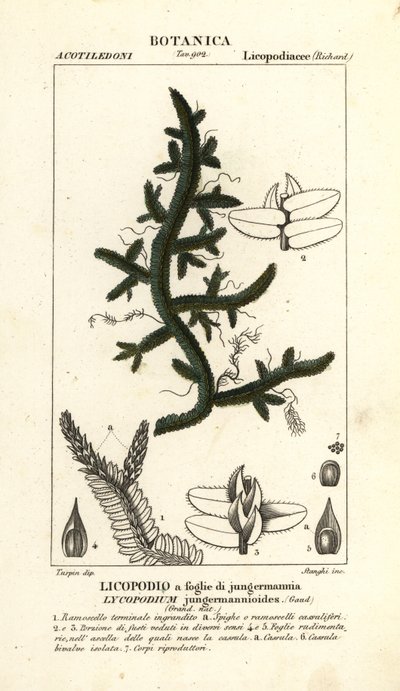 蕨类植物 作者 stanghi stanghi