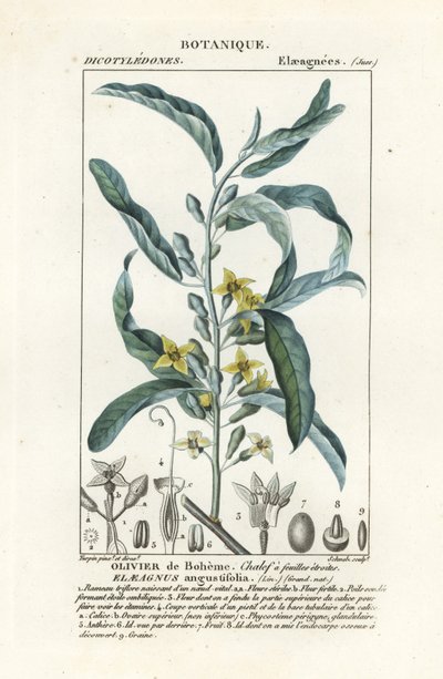 银浆果或油松，Elaeagnus angustifolia 作者 stanghi stanghi