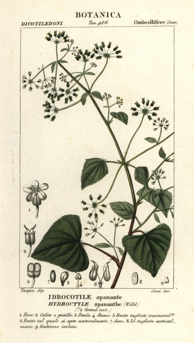 Spananthe pananthe, Idrocotile spanante 作者 stanghi stanghi