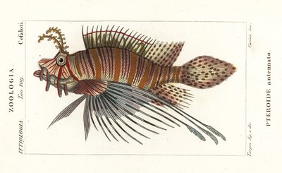 斑鳍狮子鱼、Pterois 触角 作者 stanghi stanghi