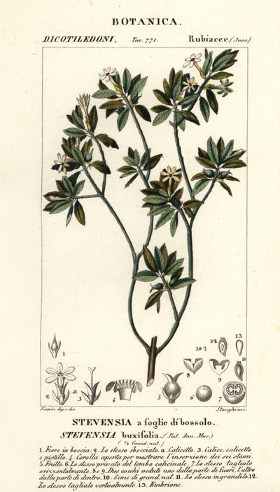 黄花 作者 stanghi stanghi