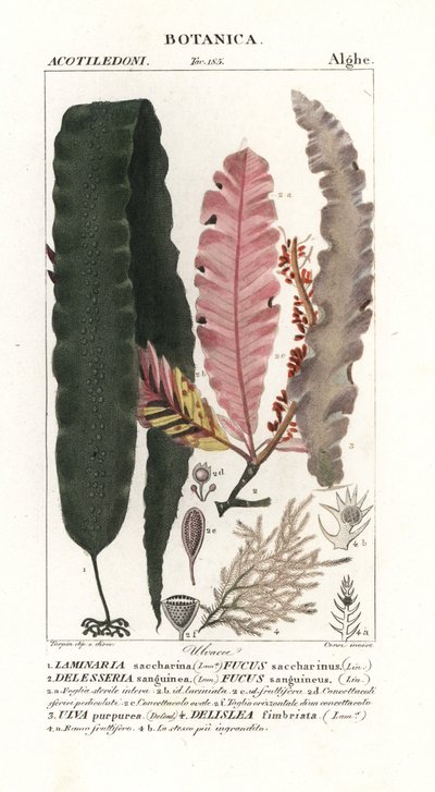 糖海带和其他海藻 作者 stanghi stanghi