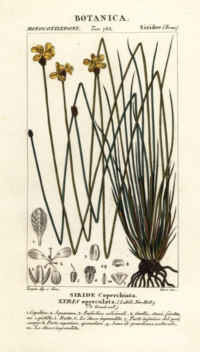 高黄眼 Xyris operculata 作者 stanghi stanghi