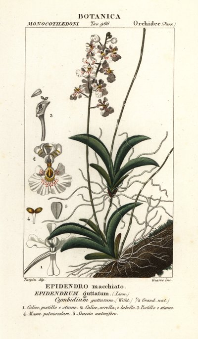 Tolumnia guttata 兰花 作者 stanghi stanghi