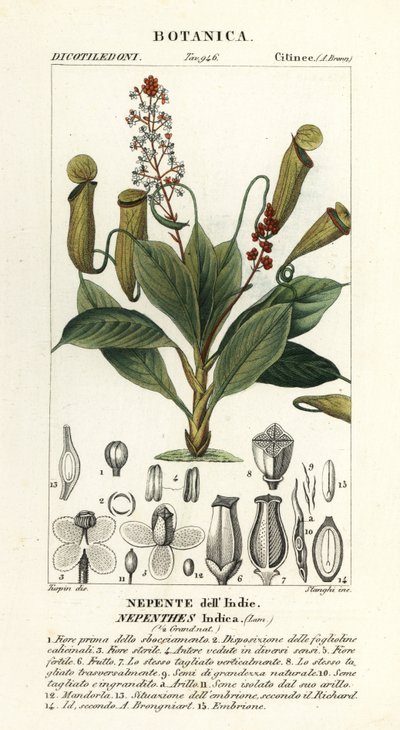 热带投手植物，Nepenthes distillatoria 作者 stanghi stanghi