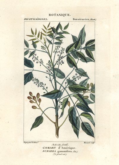 松节油树，Bursera simaruba 作者 stanghi stanghi