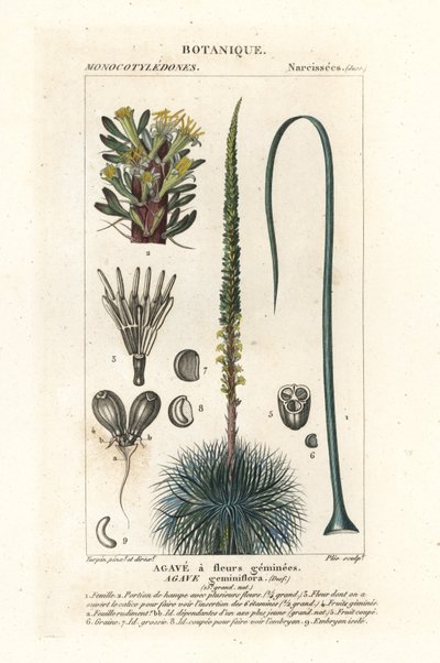 双花龙舌兰，龙舌兰 geminiflora 作者 stanghi stanghi