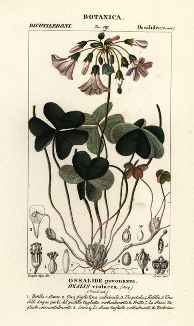 紫酢浆草、Oxalis violacea 作者 stanghi stanghi