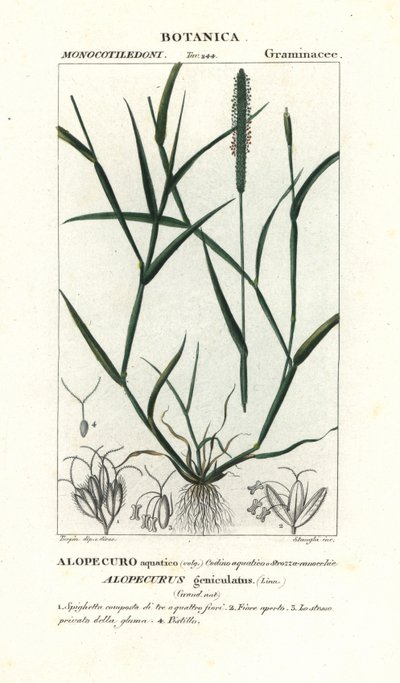 水狐尾草 (Alopecurus geniculatus) 作者 stanghi stanghi