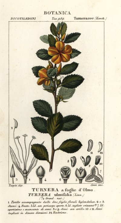 黄桤树，Turnera ulmifolia 作者 stanghi stanghi