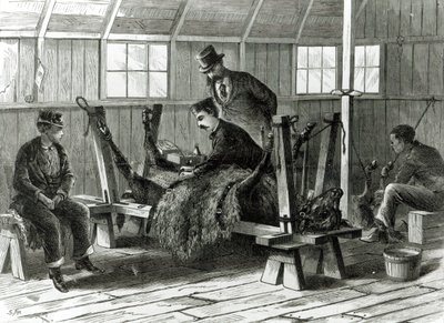 从小牛身上吸取病毒，1872年“哈珀周刊”的插图 作者 斯坦利·福克斯