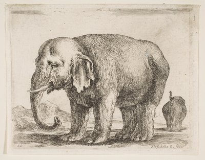 图10：大象，来自各种动物Diversi animali，ca。 1641。 作者 斯蒂法诺·德拉·贝拉