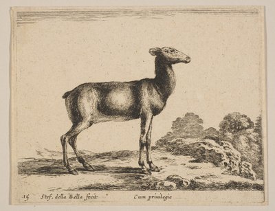 图版15：母鹿，出自《各种动物》Diversi animali，约1641年。 作者 斯蒂法诺·德拉·贝拉