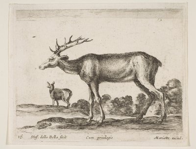 图16：雄鹿，来自各种动物Diversi animali，ca。 1641。 作者 斯蒂法诺·德拉·贝拉