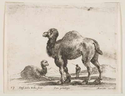 图17：骆驼，来自各种动物Diversi animali，ca。 1641。 作者 斯蒂法诺·德拉·贝拉