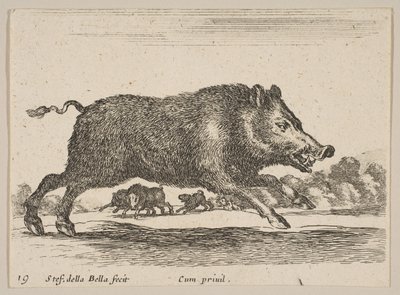 图19：野猪，来自各种动物Diversi animali，ca。 1641。 作者 斯蒂法诺·德拉·贝拉