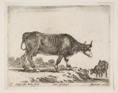 图7：牛，来自各种动物Diversi animali，ca。 1641。 作者 斯蒂法诺·德拉·贝拉