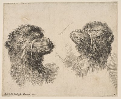 两个骆驼头，约。 1641。 作者 斯蒂法诺·德拉·贝拉