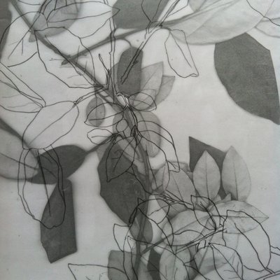 植物学》，2014 年（数字） 作者 史蒂芬·道