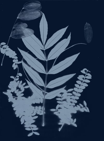 青叶 01，2017 （数字） 作者 史蒂芬·道