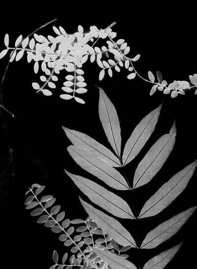 青叶 02，2017（数字） 作者 史蒂芬·道