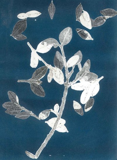 午夜花园 II》，2015 年（纸上单版画） 作者 史蒂芬·道