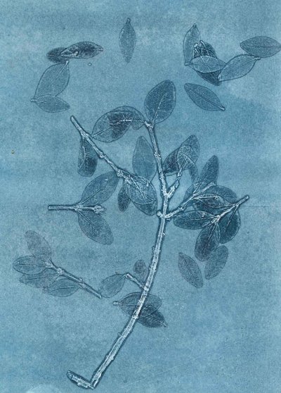 午夜花园 I》，2015 年（纸上单版画） 作者 史蒂芬·道
