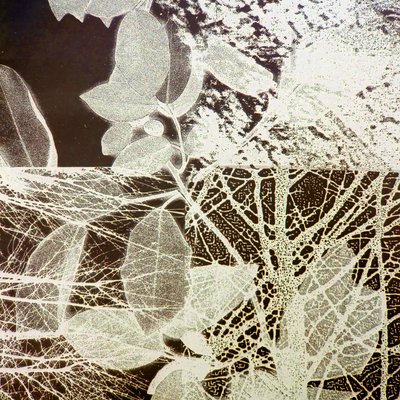 夜森林》，2018 年（数字） 作者 史蒂芬·道