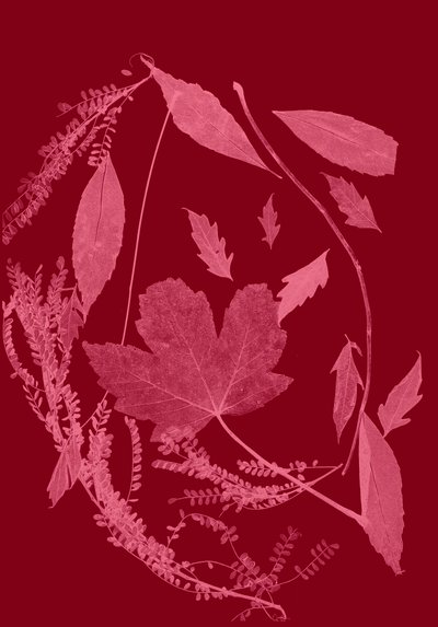 红叶》，2017 年（数字） 作者 史蒂芬·道