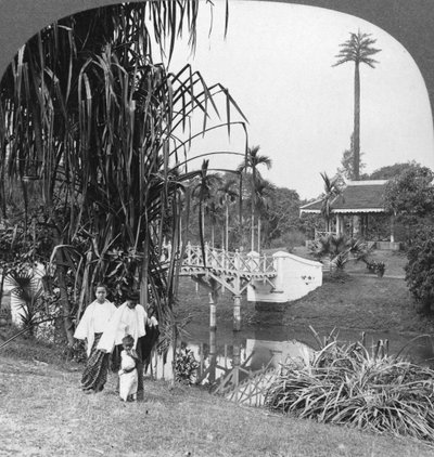 窥视缅甸仰光的热带花园，1908年 作者 立体声旅行社