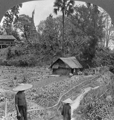 1908年，缅甸巴莫，宝塔中的菜园 作者 立体声旅行社