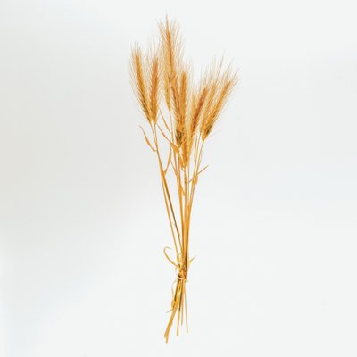 大麦 01 号，2020 年（照片） 作者 史蒂夫·加拉格尔