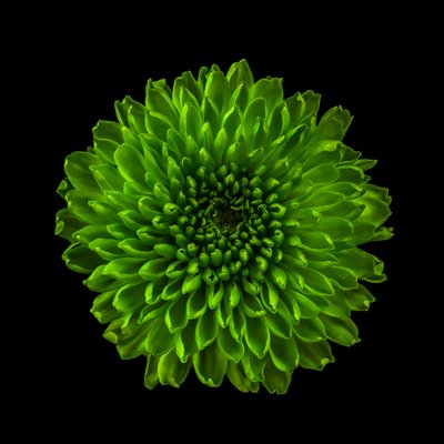 菊花 01 号，2020 年（照片） 作者 史蒂夫·加拉格尔