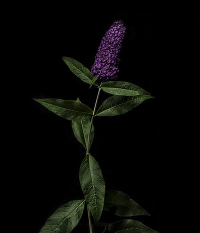 紫荆花，2020 年（照片） 作者 史蒂夫·加拉格尔