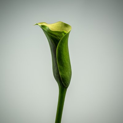 单株绿色马蹄莲，2020 年（照片） 作者 史蒂夫·加拉格尔