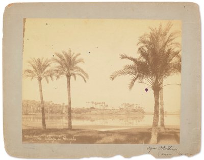 埃及孟菲斯村，约 1898-1920 年（黑白照片） 作者 蒂法尼影城