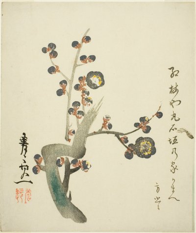 盛开的红梅枝 作者 铃木纪津