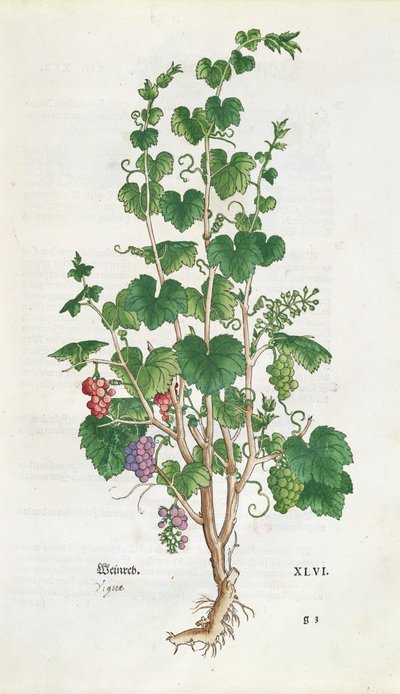 来自De Historia Stirpium的葡萄藤（Vitis Vinifera）植物板由Leonard Fuchs（1501-66）1543 作者 瑞士学校