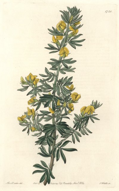 Adesmia de Loudon，土生土长的塔斯马尼亚（澳大利亚） - 来自植物名录的莎拉安妮德雷克（1803-1857）插图中的 S. Watts 之水 作者 西德纳姆·泰斯特·爱德华兹