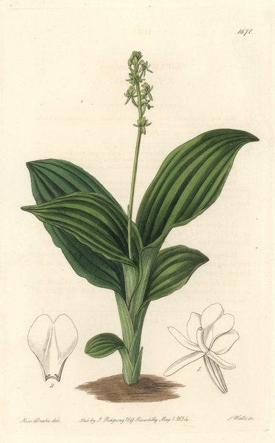 非洲利帕里斯兰花--S.沃茨的《Water forte》，出自莎拉-安妮-德雷克（1803-1857）的插图，来自《植物志》。 作者 西德纳姆·泰斯特·爱德华兹
