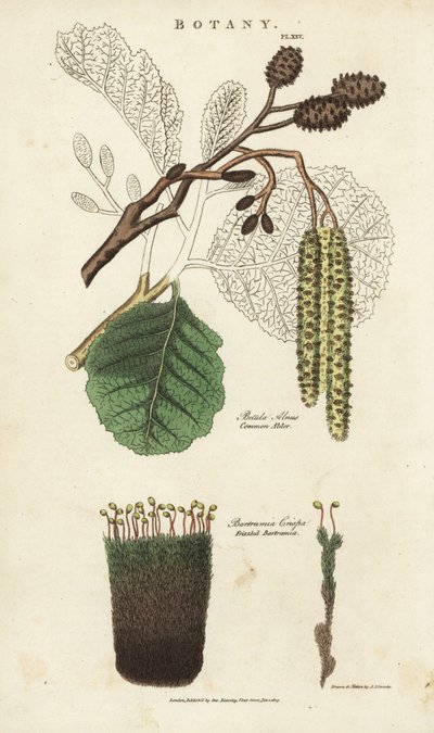 桤木（aune）和苔藓变种--常见的桤木树，Betula alnus，以及毛茸茸的巴氏杆菌，Bartramia crispa。根据Sydenham Edwards的手绘铜版画，出自John Mason Good的Pantologia，一部新的百科全书，G. Kearsley，伦敦 作者 西德纳姆·泰斯特·爱德华兹