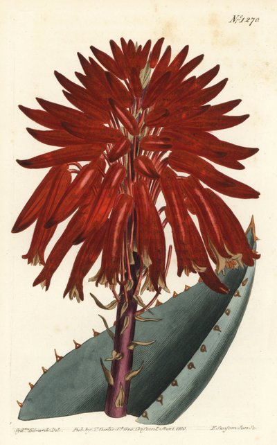 芦荟--瓦砾芦荟，Aloe perfoliata（Mitre aloe，Aloe mitraeformis）。F. Sansom Jr.根据Sydenham Edwards的插图进行的手绘铜版画，出自William Curtis的植物学杂志，T. Curtis，伦敦 作者 西德纳姆·泰斯特·爱德华兹