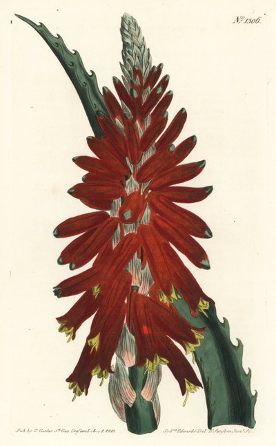 芦荟树--窄叶剑叶芦荟，Aloe arborescens。F. Sansom Jr.根据Sydenham Edwards的插图进行的手绘铜版画，出自William Curtis的植物学杂志，T. Curtis，伦敦 作者 西德纳姆·泰斯特·爱德华兹