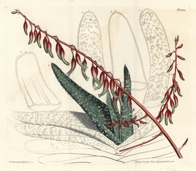 Aloes eventails - 扇形芦荟，Aloe plicatilis（舌形芦荟，Aloe lingua）。F. Sansom Jr.根据Sydenham Edwards的插图进行的手绘铜版画，出自William Curtis的植物学杂志，T. Curtis，伦敦 作者 西德纳姆·泰斯特·爱德华兹